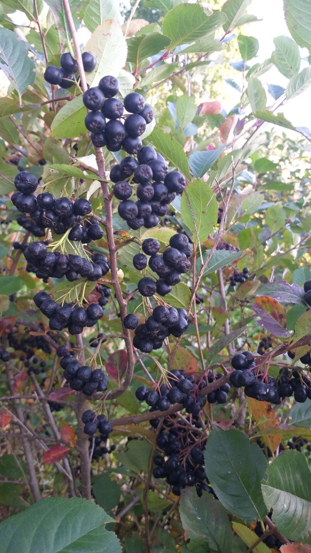 Venderé chokeberry orgánico