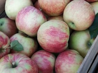 ¡Hola! Somos productores de manzanas de Macedonia, la tierra