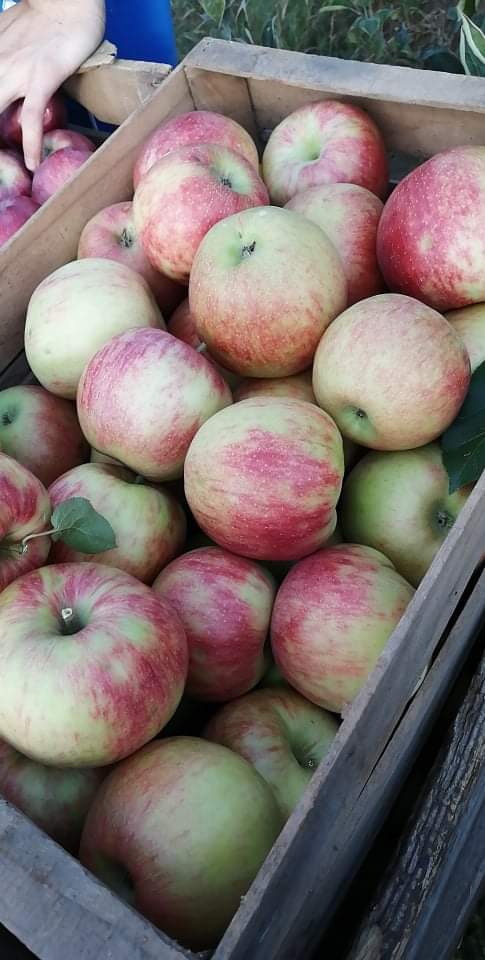 ¡Hola! Somos productores de manzanas de Macedonia, la tierra del sol y las frutas más sabrosas