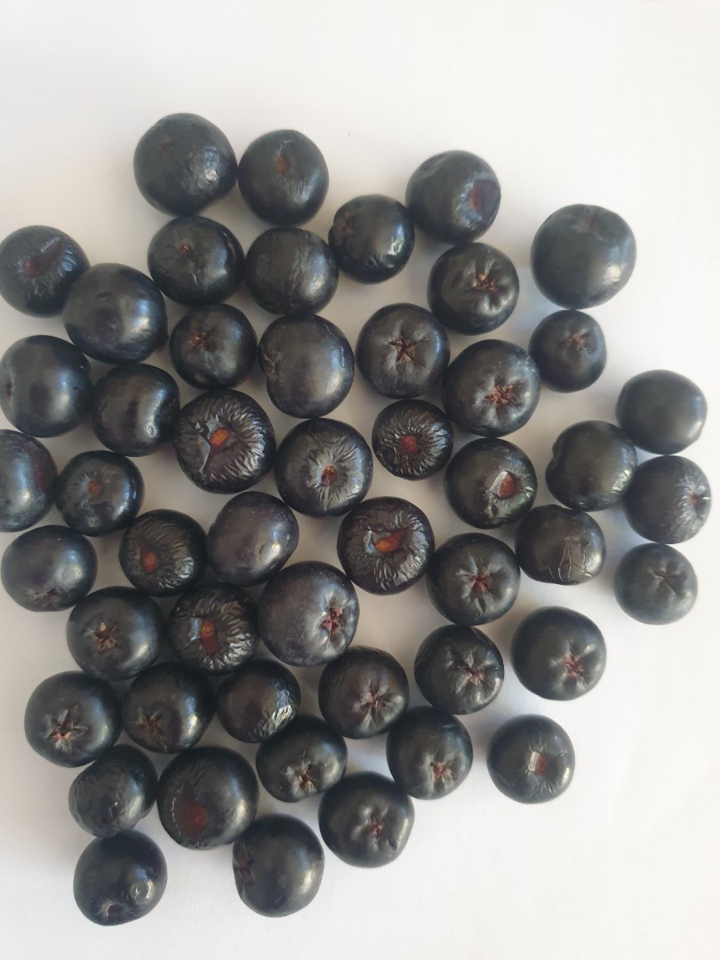 FRUTAS DE ARONIA SUPER FRESCAS Y NATURALES DE LA PLANTACIÓN A PRECIOS DE PRODUCTOR, SALUD Y PUREZA TE ESPERAMOS DATOS DE CONTACTO / O email
