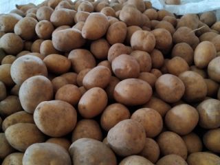 a la venta grandes cantidades de papas, varias variedades: