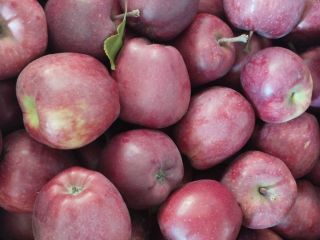 Venderé 20 cajas de manzanas del grupo Red Chief.