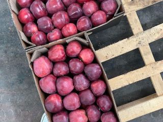 Manzana toda variedad: red delicious, grenny smith, mutsu, idared,
