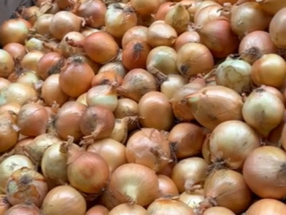 Hola vendo cebollas de bolsa, bigband, sueltas