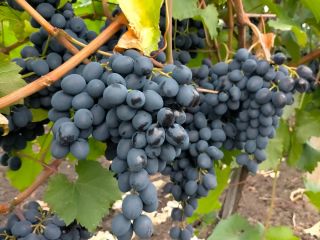 Se venden uvas de mesa de producción propia, variedad