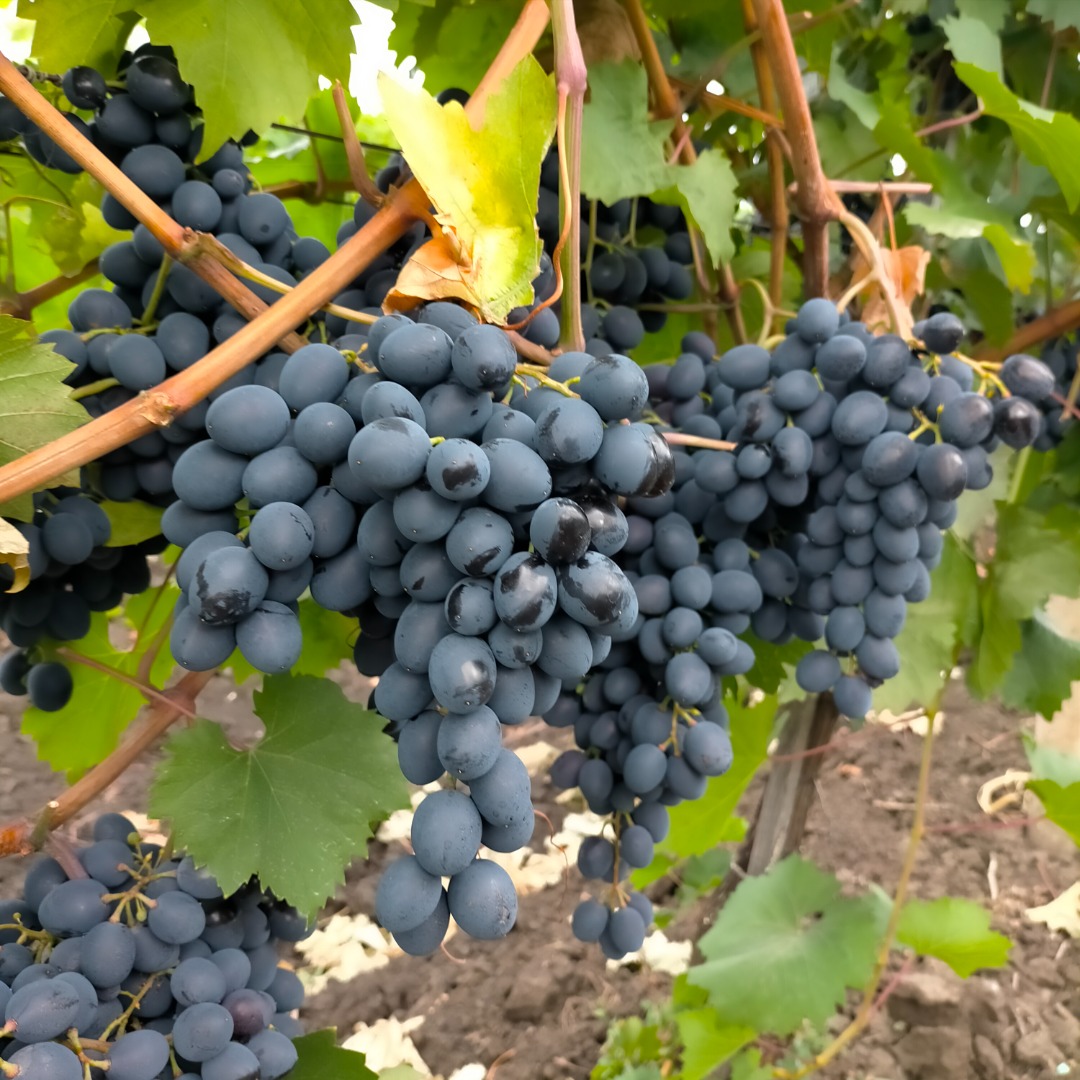 Se venden uvas de mesa de producción propia, variedad Moldavia