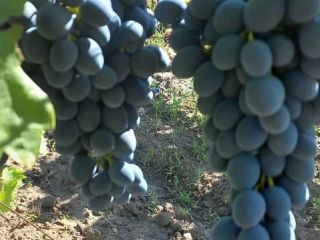 ¡Uvas frescas y muy sabrosas!