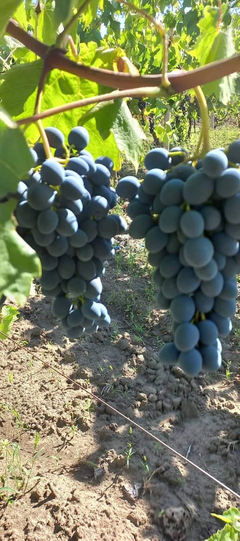 ¡Uvas frescas y muy sabrosas!