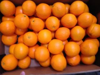 naranjas navelina directamente de los propietarios sin intermediarios encerado
