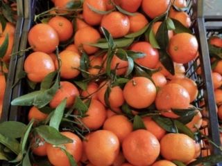 venta de mandarinas españolas directamente del propietario sin intermediarios