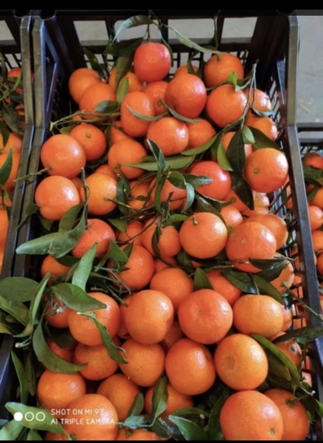 venta de mandarinas españolas directamente del propietario sin intermediarios clemtina clemenvilla okitsu sin semillas encerado calibrado en cajas de 14 kg se