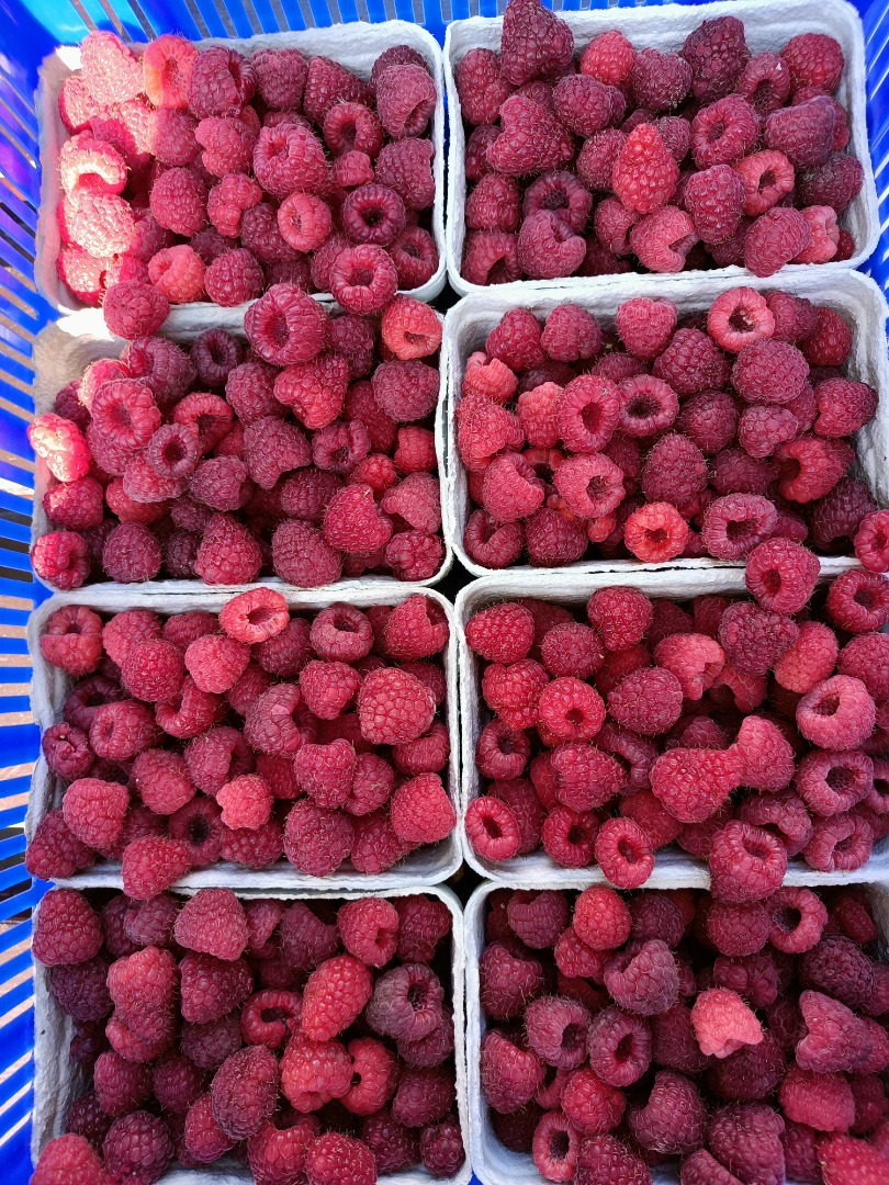 Vendo frambuesas de mi propia plantación dulce ecológico cosecha por encargo
