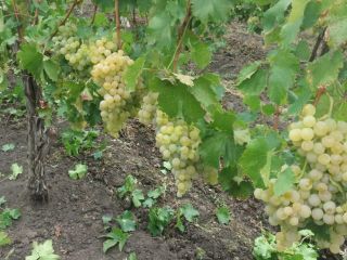 Vendo uva de mesa de calidad, variedad Blanca de