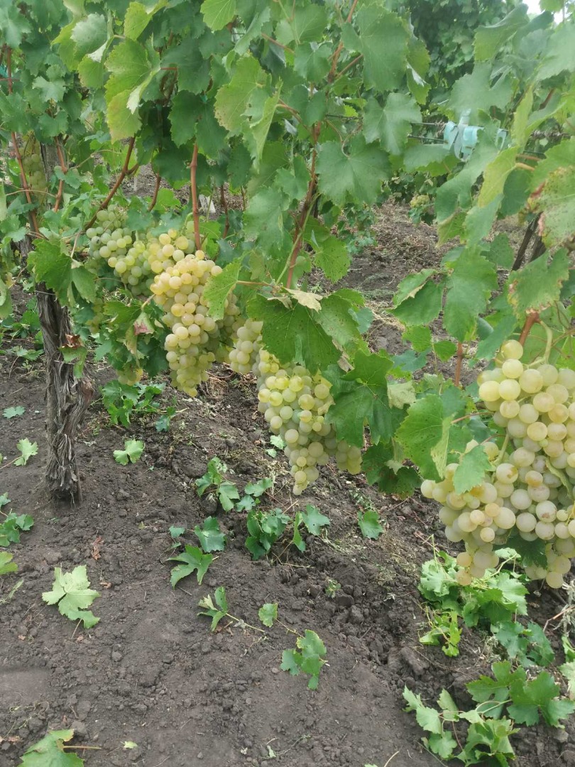 Vendo uva de mesa de calidad, variedad Blanca de Suruceni