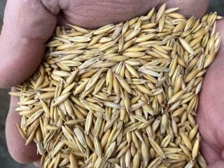 Vendemos avena de alta calidad, ¡contáctenos para más detalles!