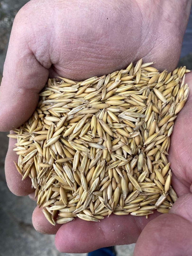 Vendemos avena de alta calidad, ¡contáctenos para más detalles!
