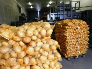 Patatas a la venta a granel. ¡Buena calidad!...para consumo