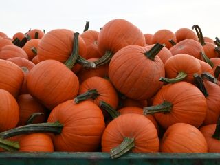 Venta de calabazas de Halloween. Variedades Spitfire (tamaño de