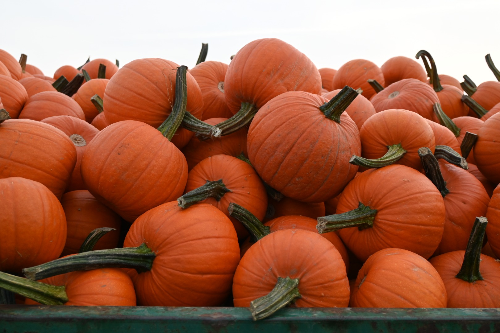 Venta de calabazas de Halloween