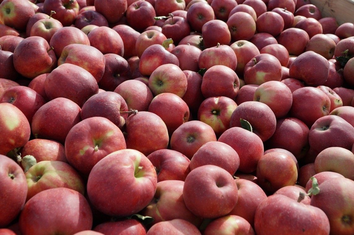 11 variedades / alrededor de 30 toneladas Hola, estableceré una cooperación con personas específicas para recolectar manzanas y peras