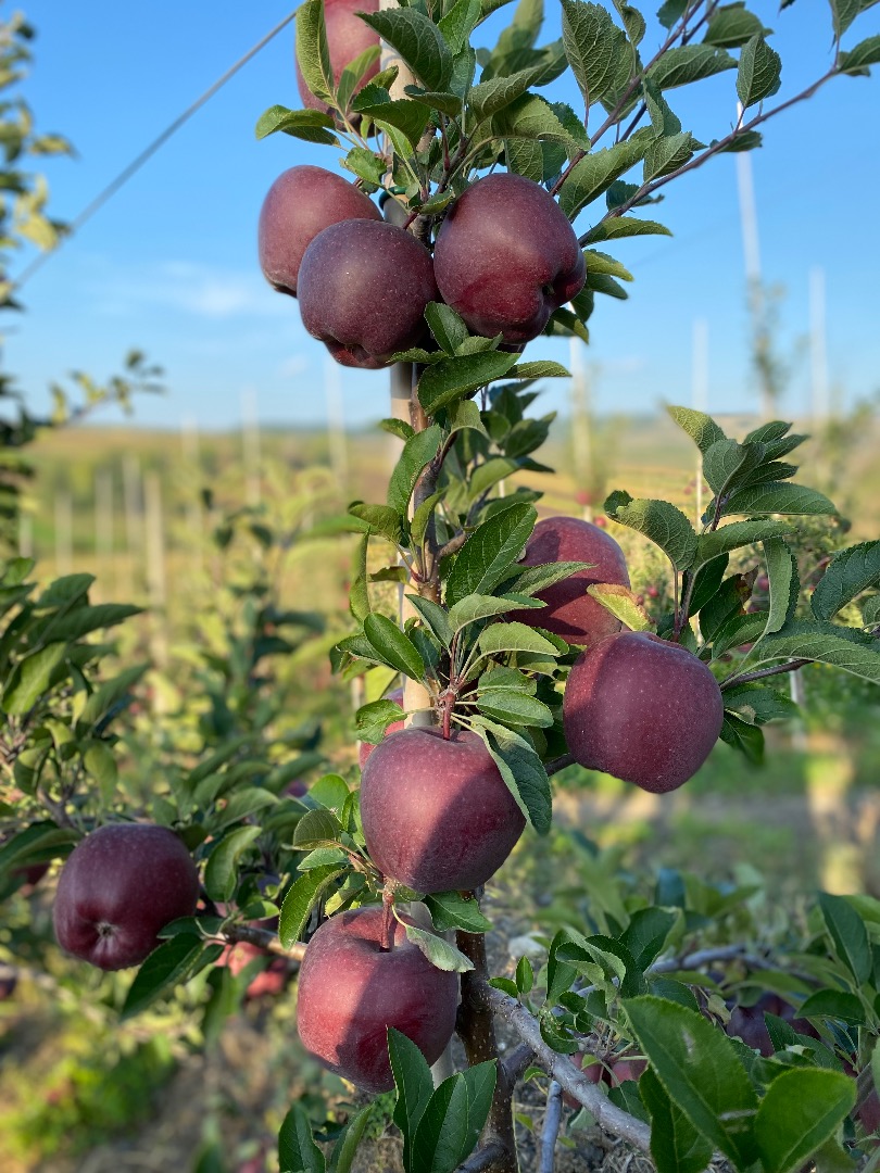 Vendo manzanas de las variedades 'hocico de conejo', Jonathan, Jonaprince, Golden, Gala, Reddelicious Precio: 2 lei/kg Más detalles en privado en el número de