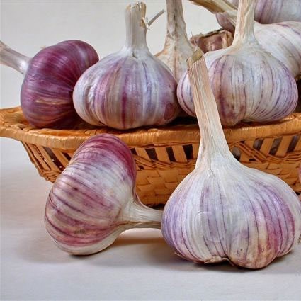 Variedad Gribovsky jubileo - invierno, formando una flecha con semillas bulbosas