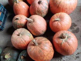 Calabazas sin fertilizante. Las calabazas de piel verde tienen
