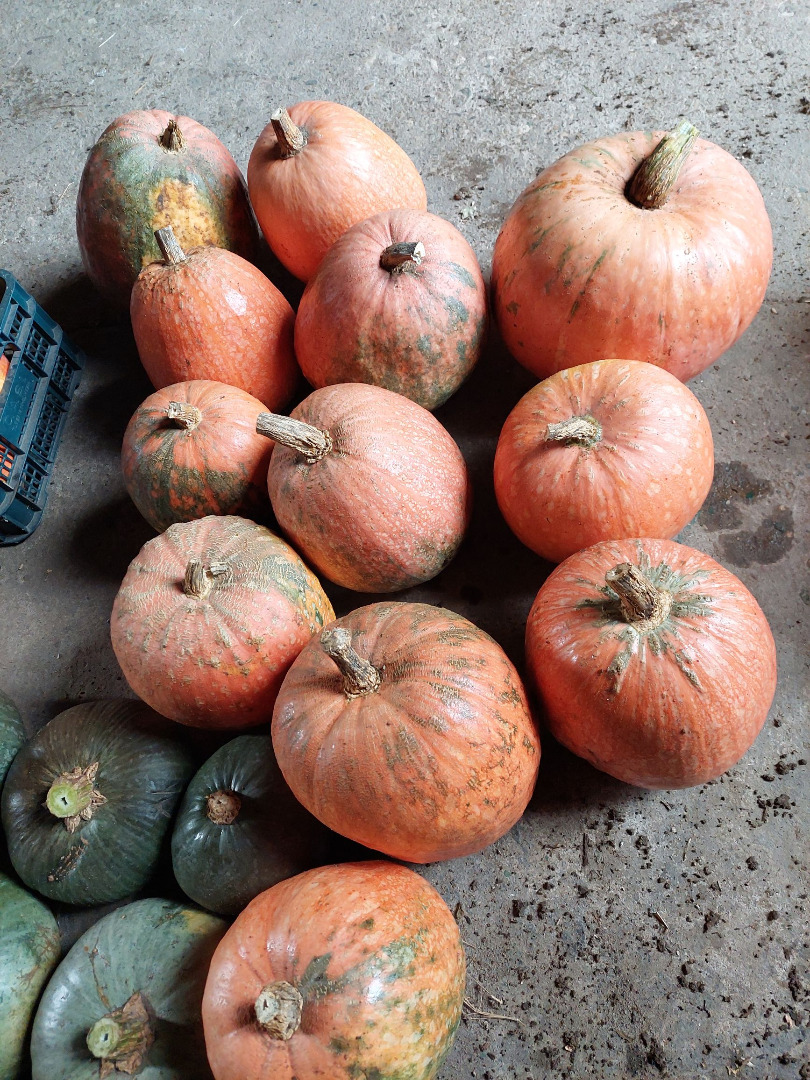 Calabazas sin fertilizante