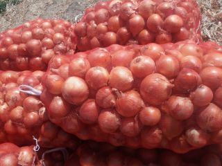 Cebolla de bulbo al por mayor del fabricante. Envasado