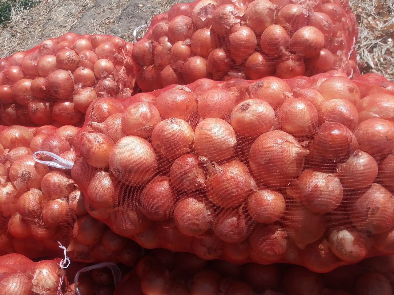 Cebolla de bulbo al por mayor del fabricante