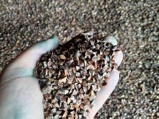 Venderé alrededor de 2,5 toneladas de trigo sarraceno de