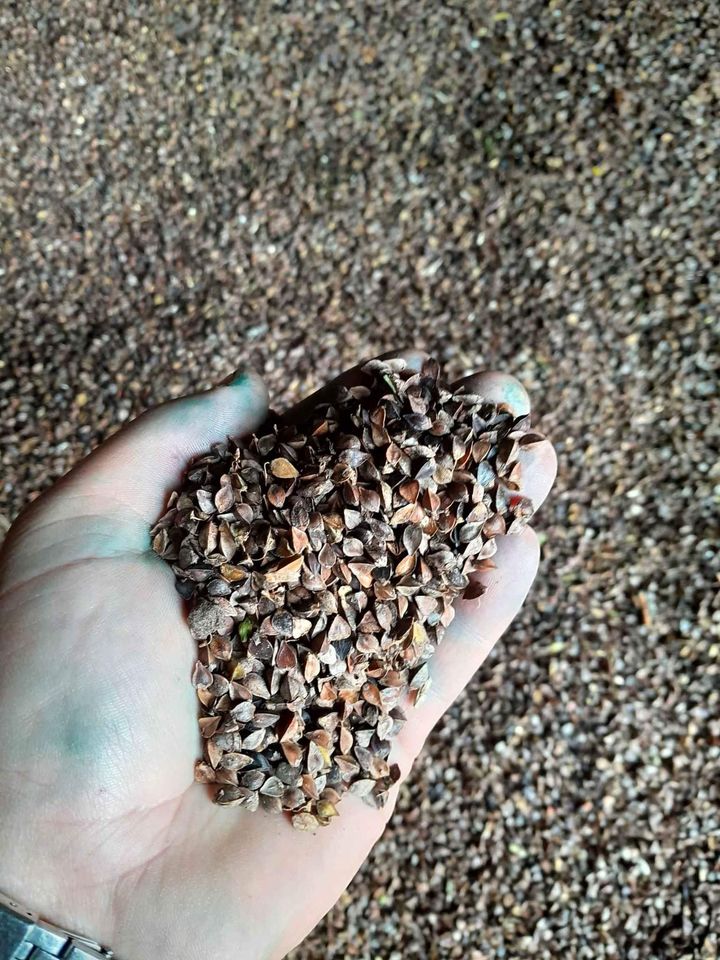 Venderé alrededor de 2,5 toneladas de trigo sarraceno de la cosecha de este año, cortado y secado