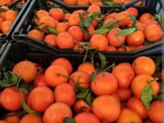 Vendo mandarinas, clementinas sin intermediarios, directamente del productor, empacadas