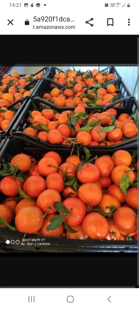 Vendo mandarinas, clementinas sin intermediarios, directamente del productor, empacadas en plástico o madera, 14 kg cada una, entrega a la dirección