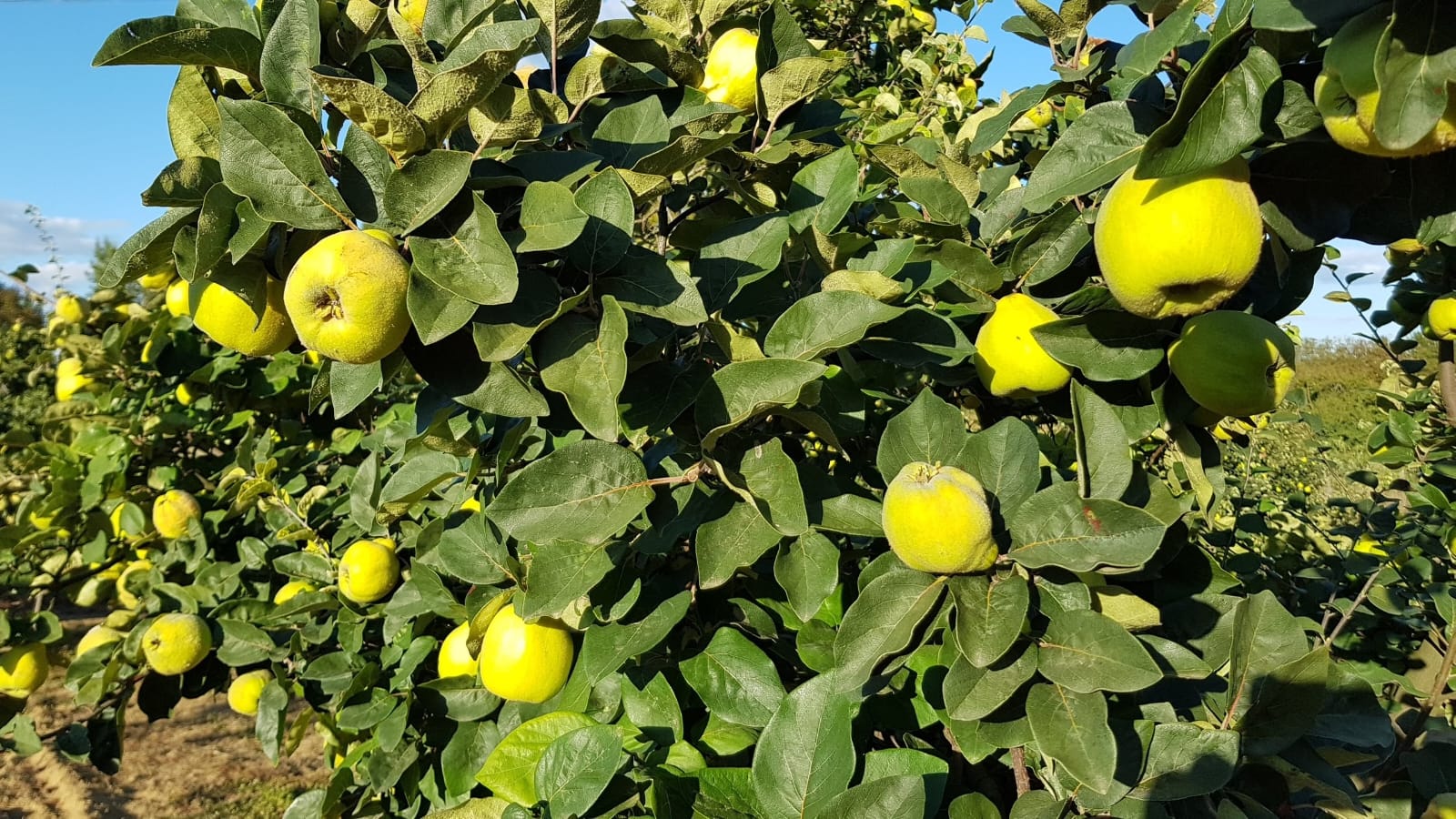 Vendo un total de 10t de membrillos de cultivo particular