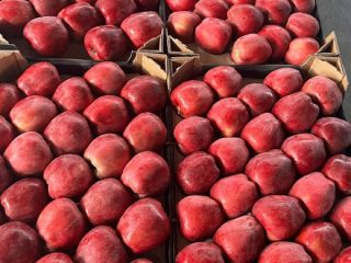 ¡Vendemos diferentes variedades de manzanas en grandes cantidades! Para