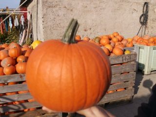 Hola, vendo calabazas Gomez y Spitfire de la familia