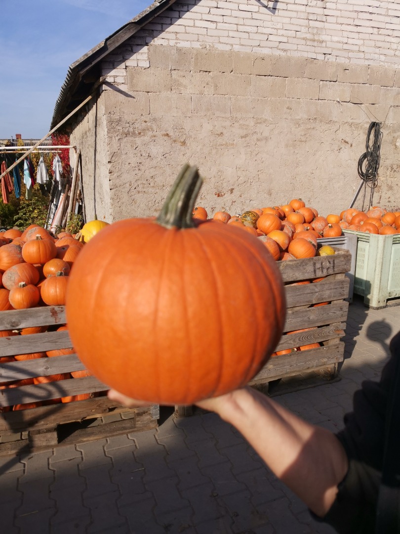 Hola, vendo calabazas Gomez y Spitfire de la familia Halloween