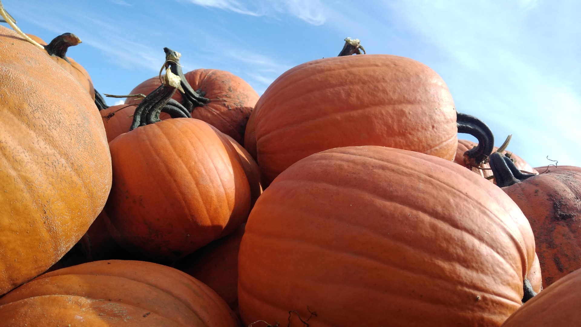 Calabaza de bonito color, naranja, con un peso de 2 a 11 kg