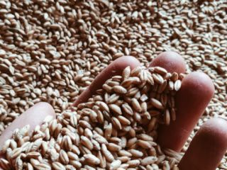 Vendo triticale, variedad Carmelo, buen grano grueso.