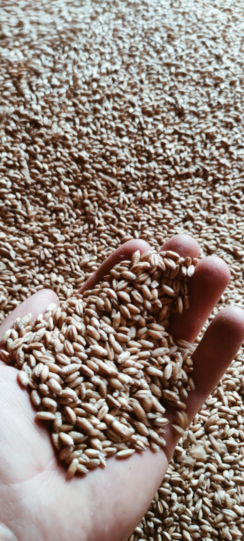 Vendo triticale, variedad Carmelo, buen grano grueso