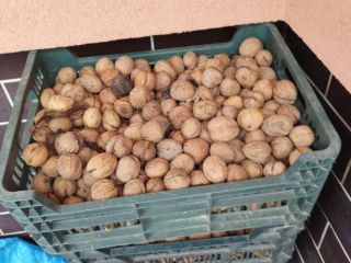 Nueces frescas este año