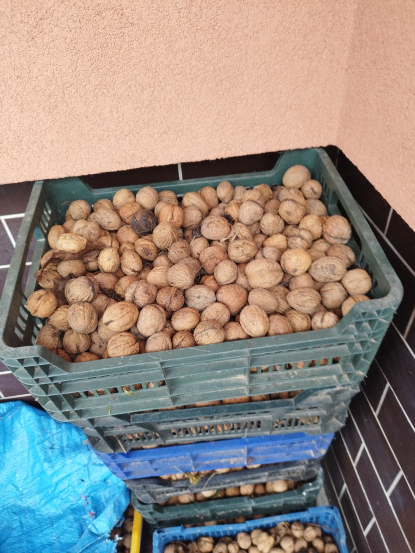 Nueces frescas este año