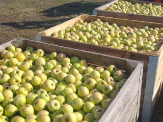 Manzanas goldendelicious - ecológicas certificadas para la industria -
