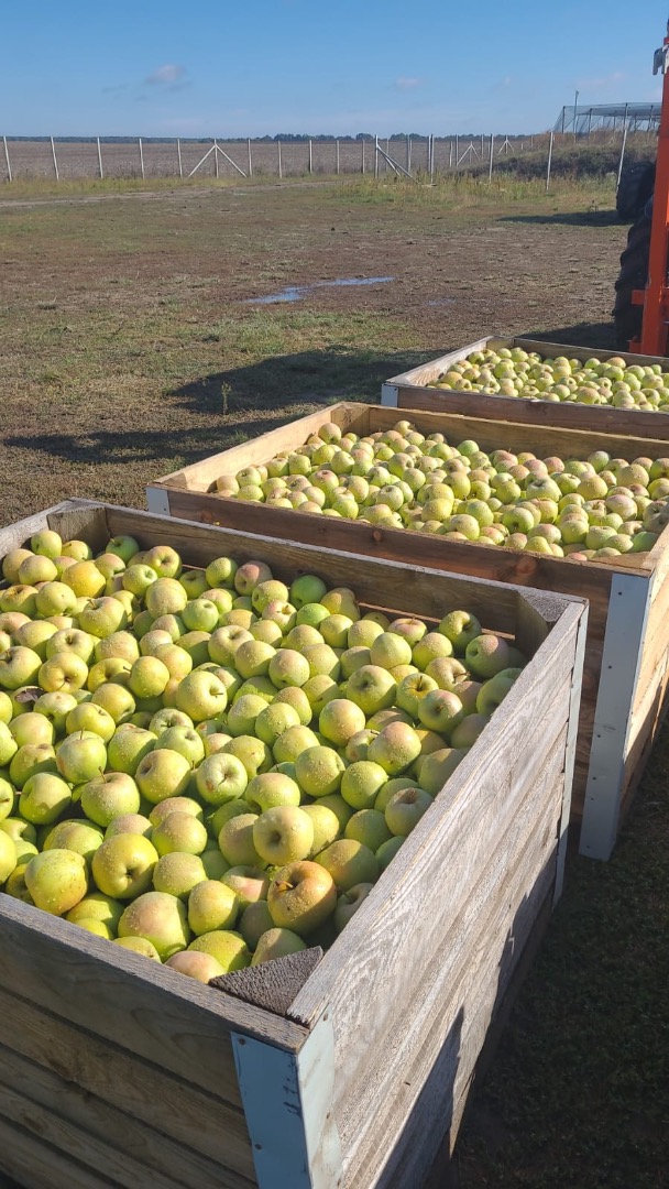 Manzanas goldendelicious - ecológicas certificadas para la industria - 0,30 € \ /kg Calidad I, calibre 70+, precio 0,60 € /kg
