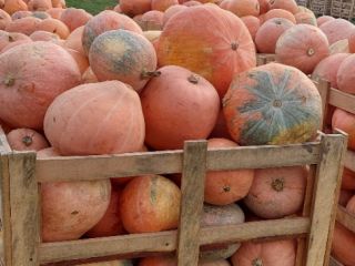 Vendo comida calabazas bambino. No duchado.