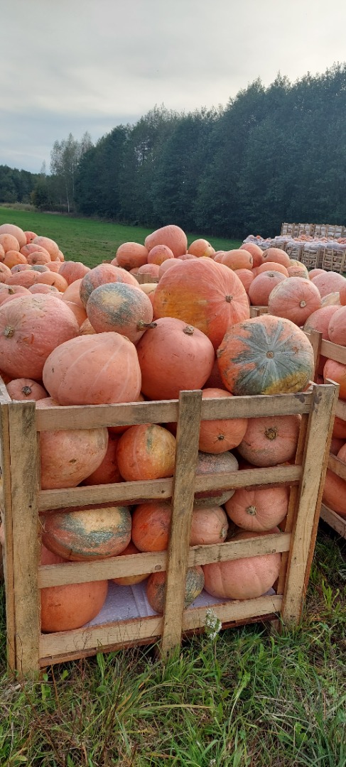 Vendo comida calabazas bambino
