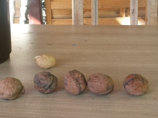 Hola, tengo buenas nueces grandes de un árbol, sanas,