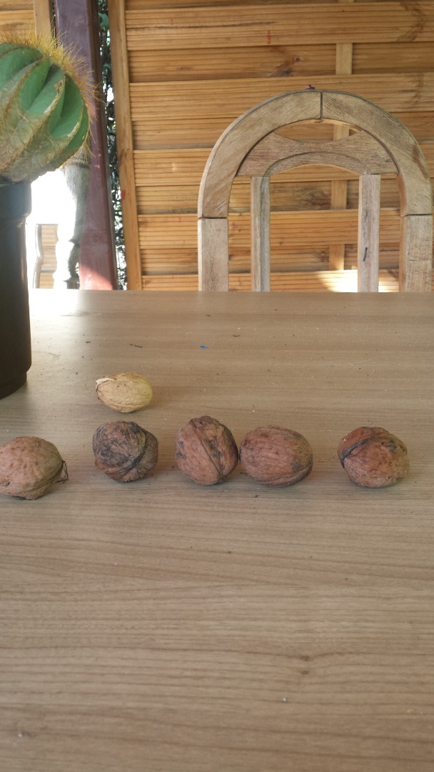 Hola, tengo buenas nueces grandes de un árbol, sanas, de unos 100 kg, la posibilidad de una cantidad menor