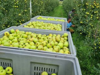 ordinario soiuri cal y manzanas de la más alta